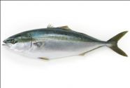 hamachi.jpg